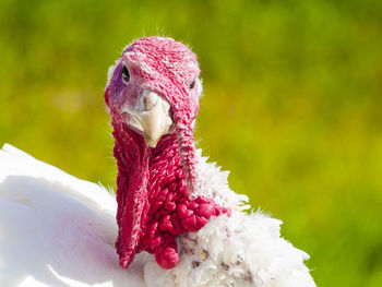 Close-up of turkey