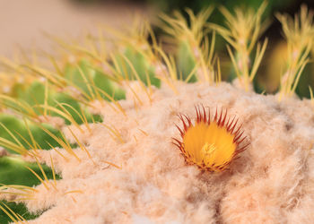 Close-up of fly on field