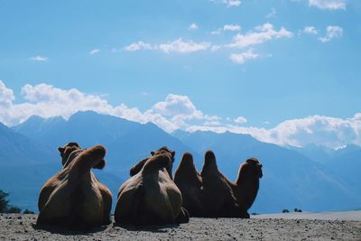 Camels sitting on sand against sky