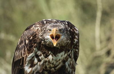 Close-up portrait of eagle