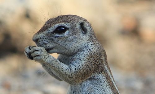 Close-up of lizard