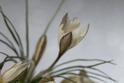 Close-up of flowering plant