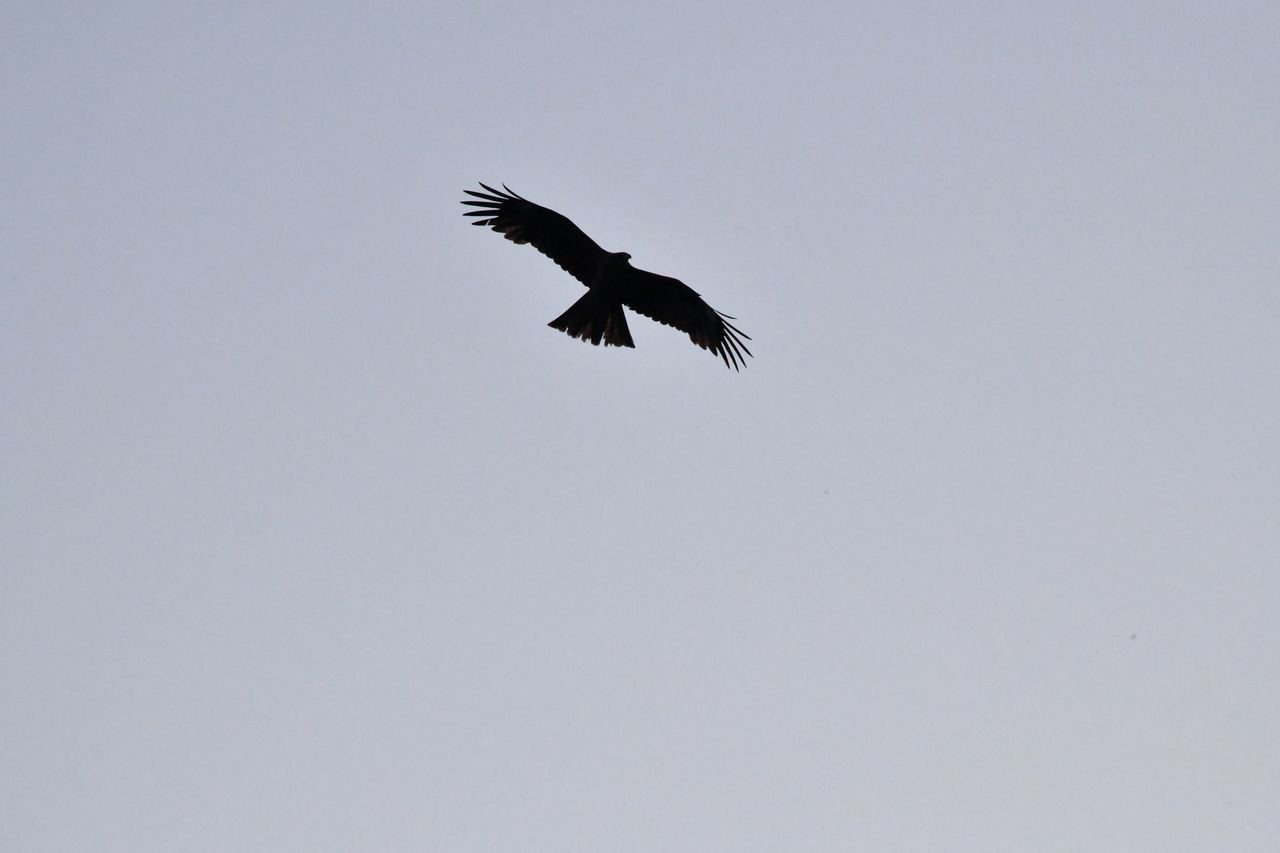 flying, bird, vertebrate, animals in the wild, animal, low angle view, animal themes, sky, animal wildlife, spread wings, one animal, copy space, clear sky, mid-air, no people, nature, day, motion, outdoors, bird of prey, eagle, height