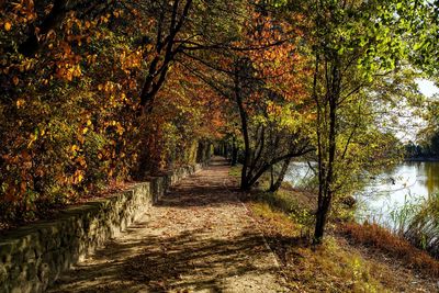 Footpath amidst trees during autumn