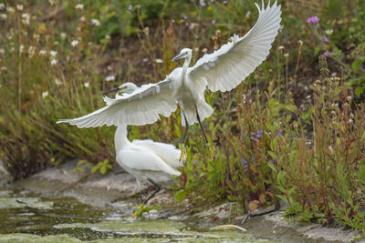 White bird flying over lake