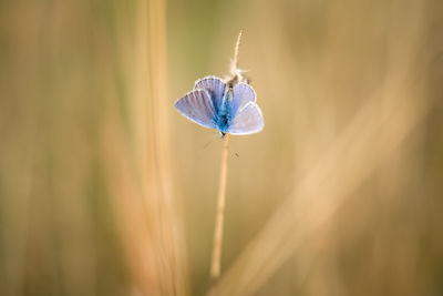 Close-up of insect on grass