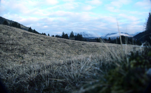 Scenic view of field against sky