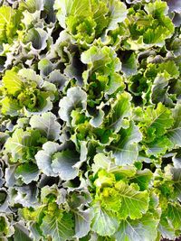 Full frame shot of plants