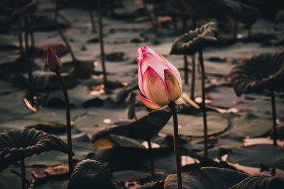 Close-up of pink lotus water lily