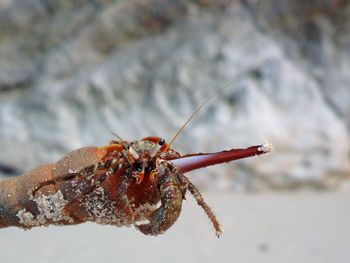 Close-up of insect on rock