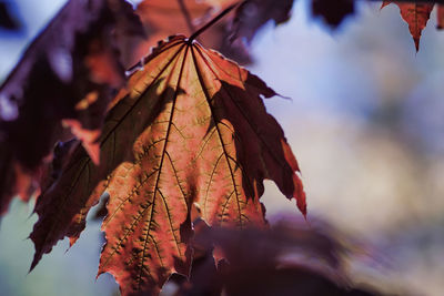 Close-up of dried leaves