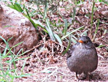 Close-up of bird perching on field