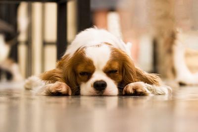 Close-up portrait of dog