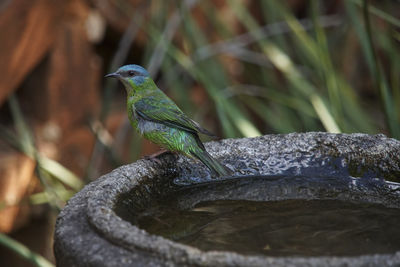 Close-up of bird perching on wood