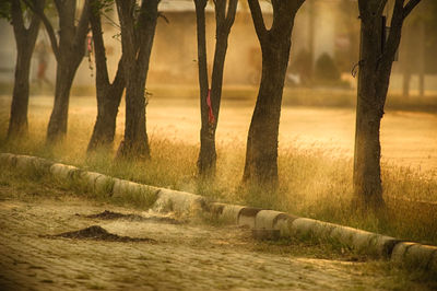 Scenic view of trees on field