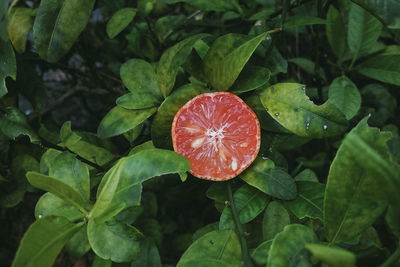 High angle view of strawberry growing on plant