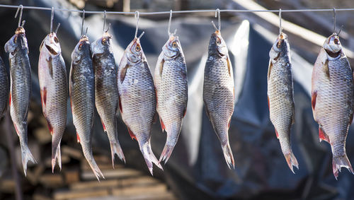 Close-up of fish hanging on clothesline