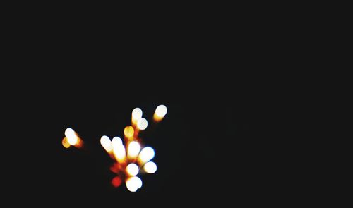 Close-up of flower over black background