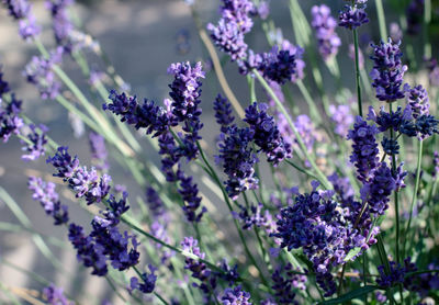 Close-up of purple flowers