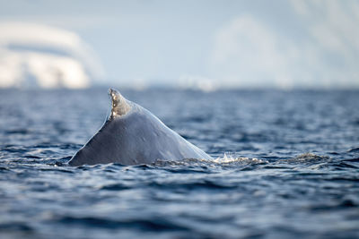 Humpback whale surfaces in sea near ice