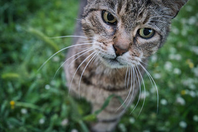 Close-up portrait of a cat