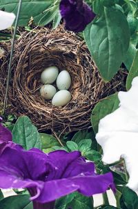 High angle view of eggs in nest