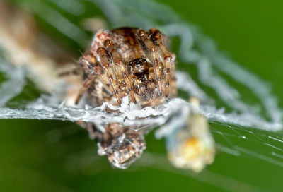 Close-up of insect on leaf