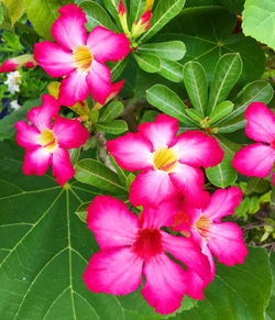 Close-up of pink flowering plant