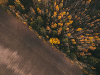 Aerial view of trees growing by land