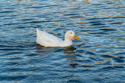 Seagull swimming in lake