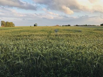 Scenic view of wheat field against sky