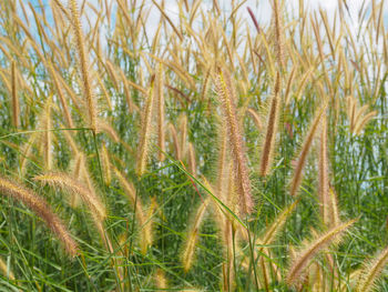 Close-up of crops on field