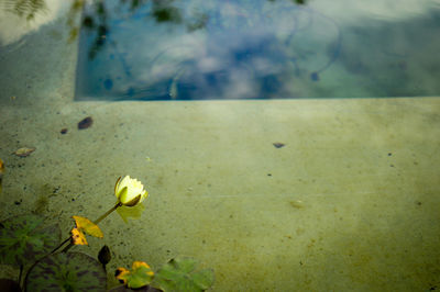 Close-up of yellow flowers against blurred background