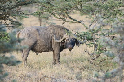 Full length of elephant standing by plants