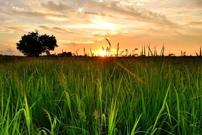 Scenic view of wheat field against sky at sunset