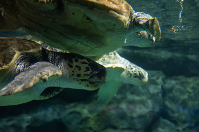 Close-up of turtle swimming in sea