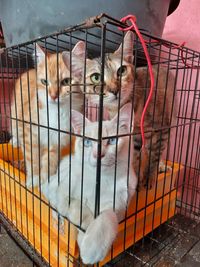 High angle view of cat in cage