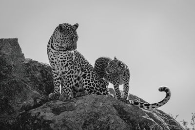 Mono leopard sits by cub on rock