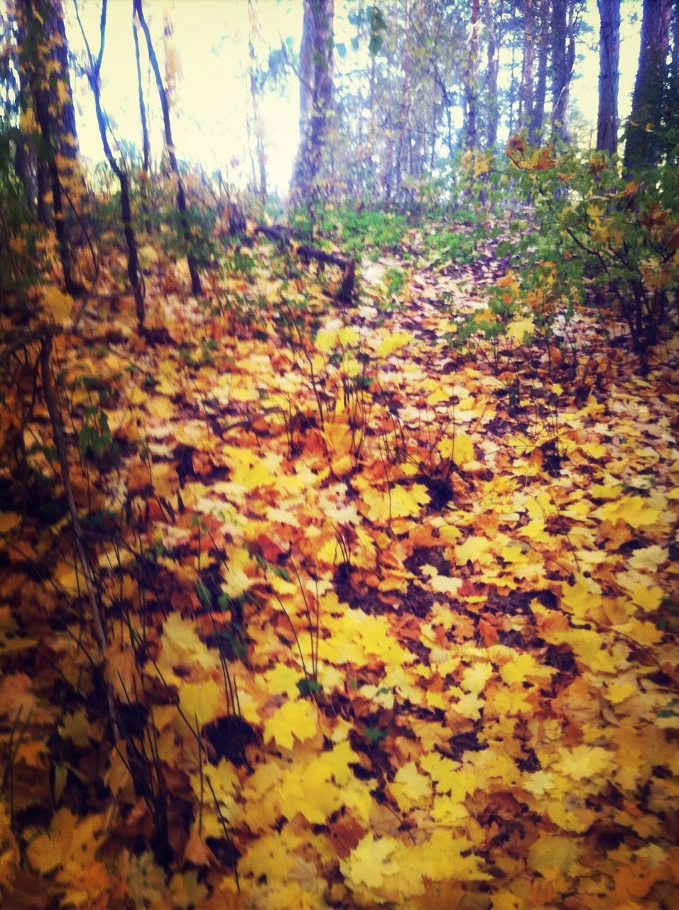 tree, growth, nature, tranquility, forest, beauty in nature, yellow, autumn, tree trunk, tranquil scene, leaf, plant, change, sunlight, season, scenics, branch, flower, day, woodland