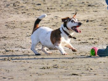 View of dog on beach