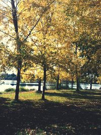 Autumn leaves on tree trunk