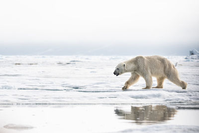 Polar bear walking on snow covered shore