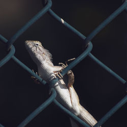 Close-up of lizard on chainlink fence