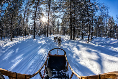 Exploring winter in finland with dogsledge