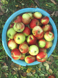 High angle view of apples in field