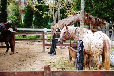 Horse standing on field