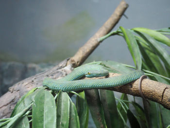 Close-up of lizard on tree