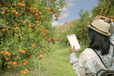 Young female tourists in an orange orchard