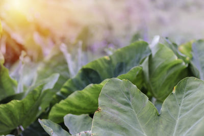 Close-up of fresh green plant