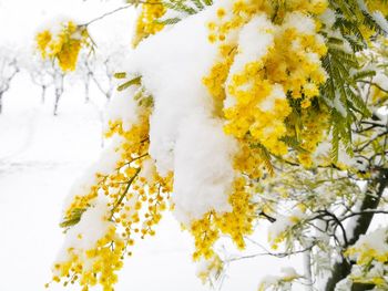 Close-up of yellow flowering plant during winter